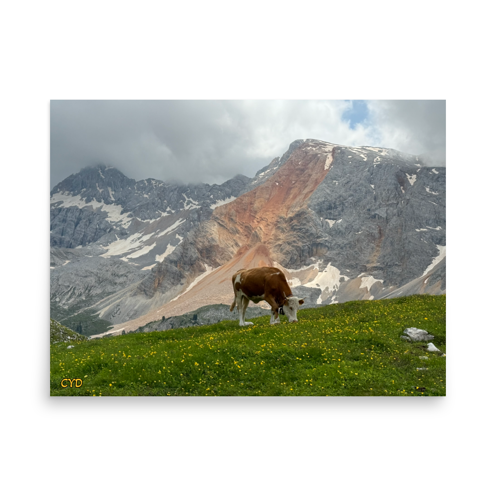 CYD - Cow Poster